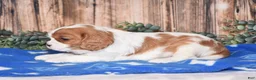Cavalier King Charles Spaniel dogs for sale: Dallas - Ad 3