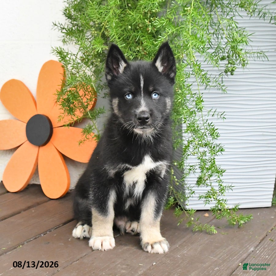 Gerberian Shepsky dogs Frisky - Ad 1