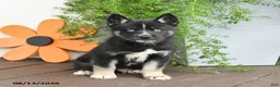 Gerberian Shepsky dogs for sale: Frisky - Ad 1