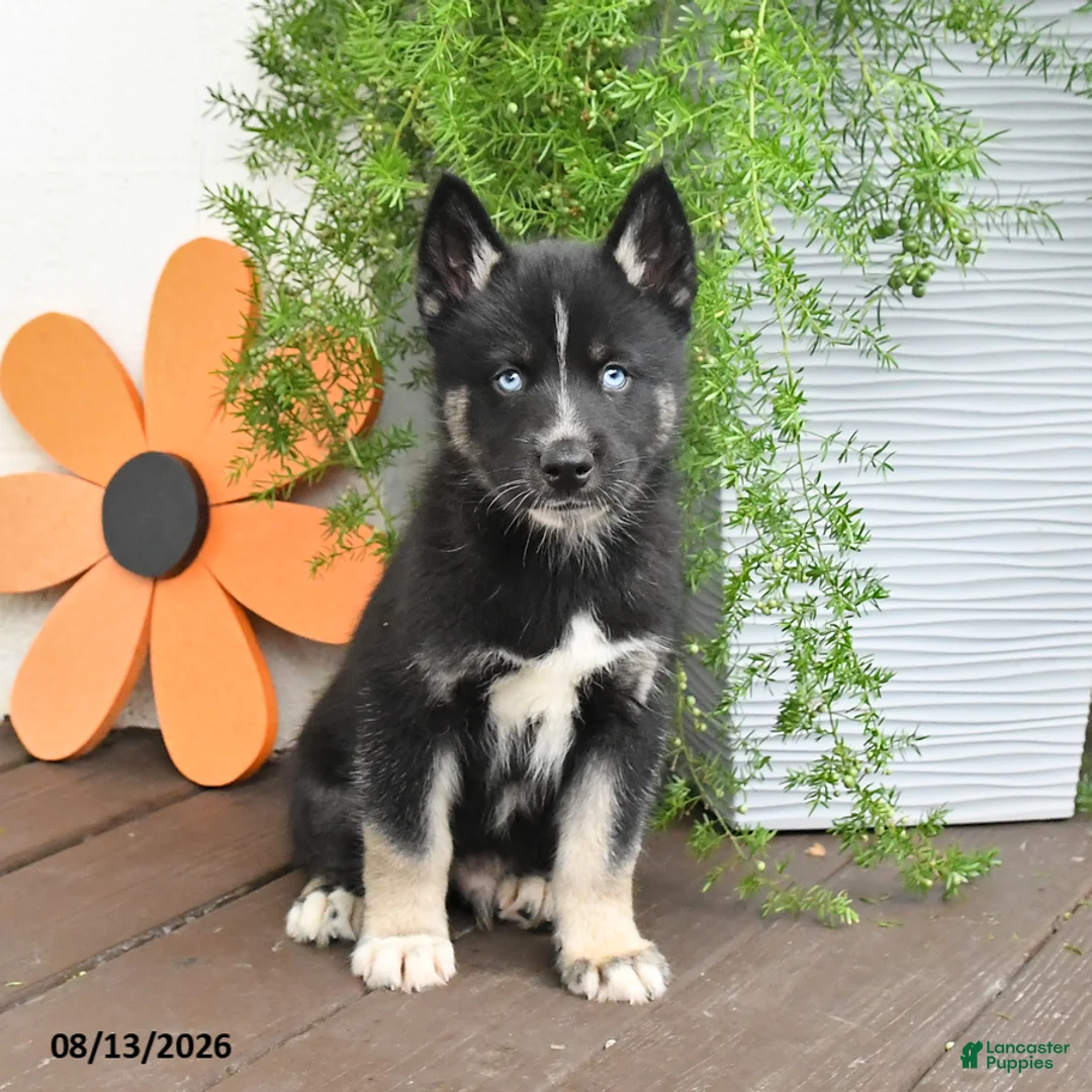 Gerberian Shepsky dogs for sale: Frisky - Ad 1
