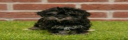 Havanese dogs for sale: Sally - Ad 4