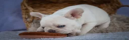French Bulldog dogs for sale: Tulip🩷  - Ad 13