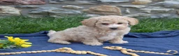 Bichpoo dogs for sale: Putter - Ad 5