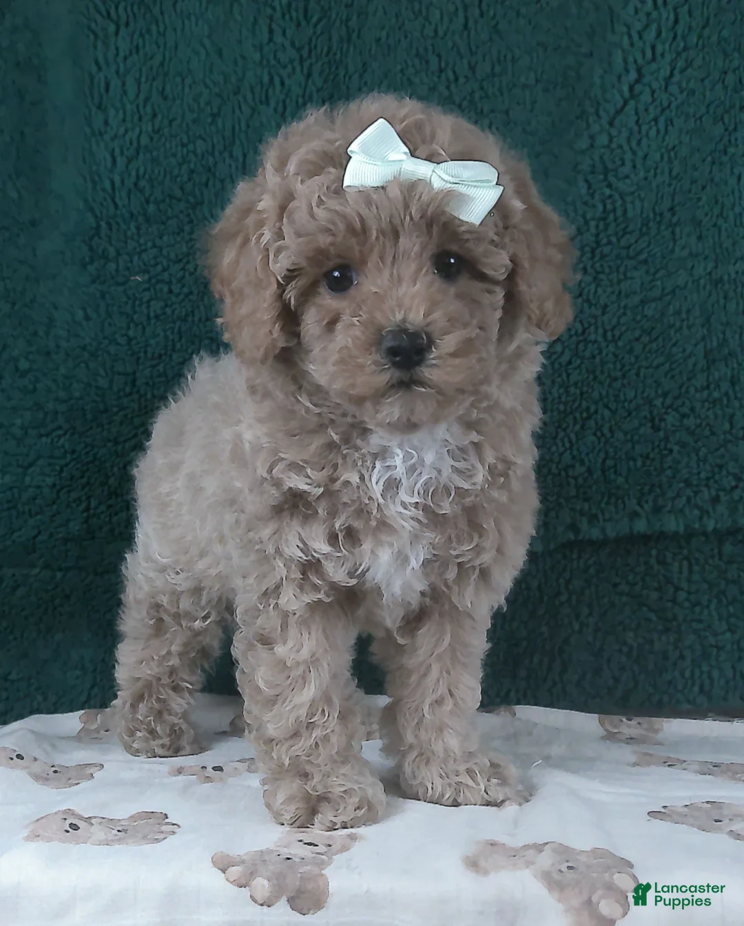 Miniature Poodle dogs for sale: Queen - Ad 3