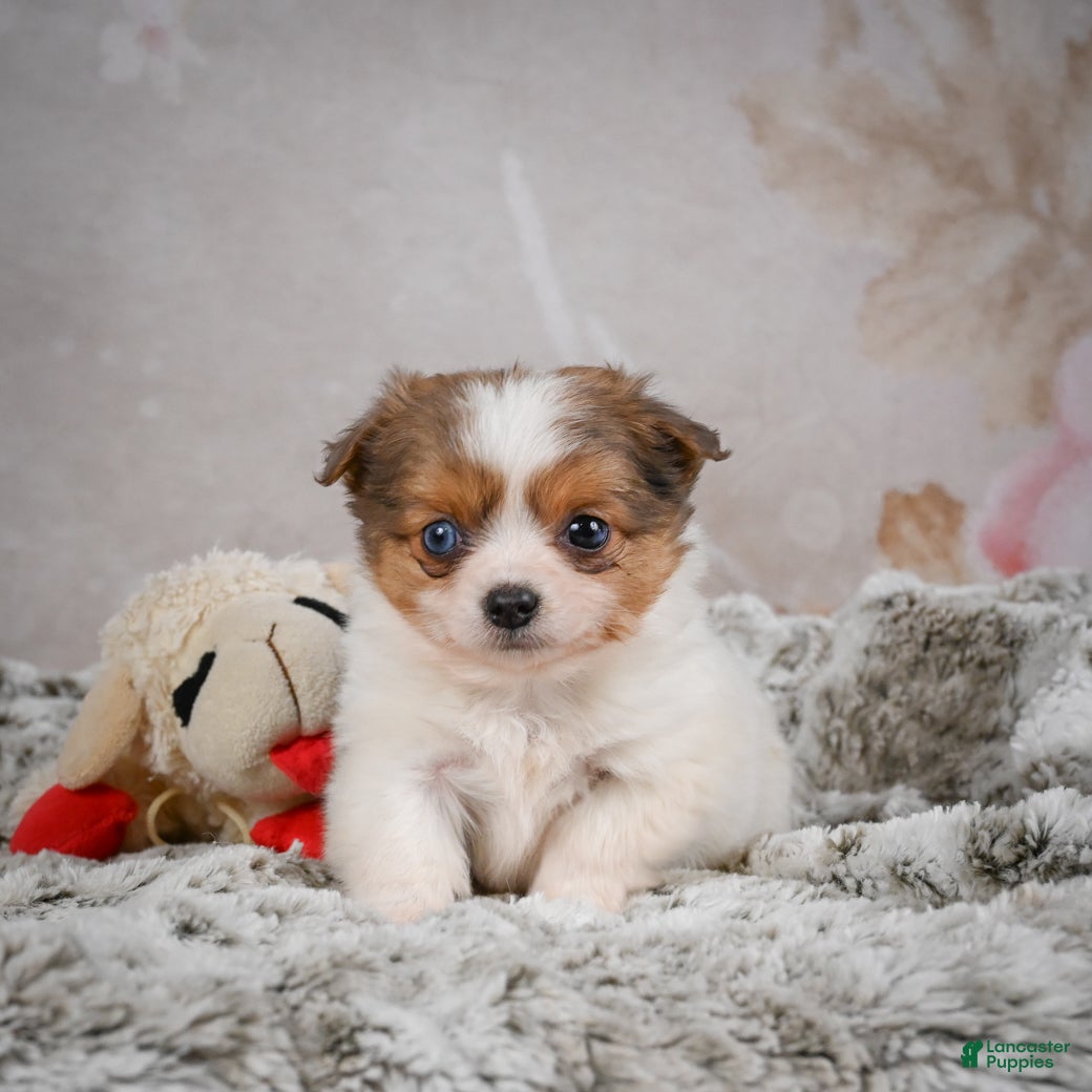 Chihuahua dogs Hunter - Ad 2