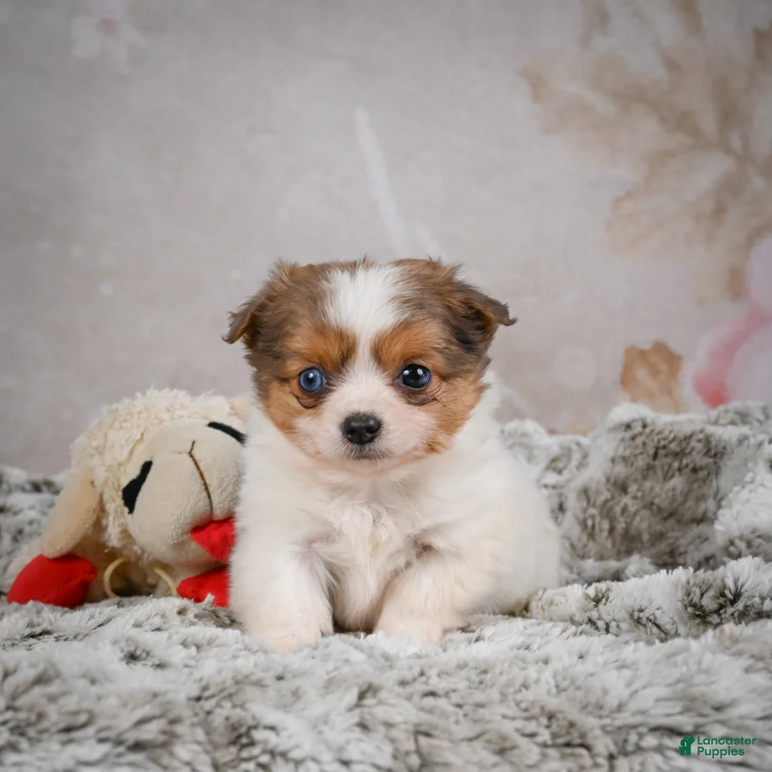 Chihuahua dogs for sale: Hunter - Ad 1