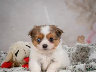 Chihuahua dogs Hunter - Ad 2