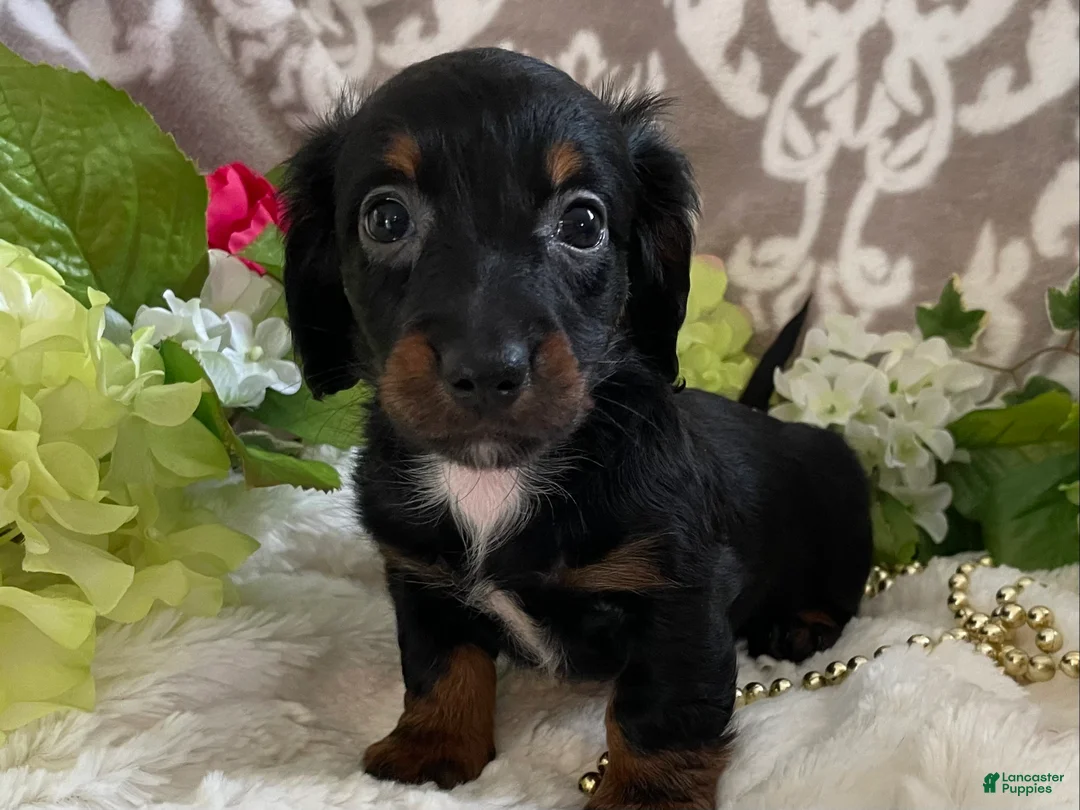 Miniature Dachshund dogs for sale: Kira - Ad 1