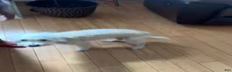 Mixed Breed dogs for sale: Mixed Breed 4 - Ad 1