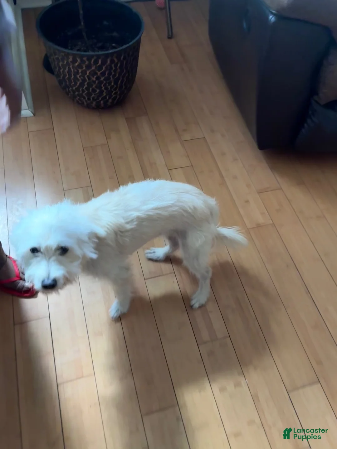 Mixed Breed dogs for sale: Mixed Breed 4 - Ad 1
