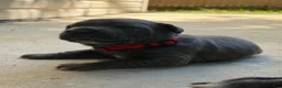 Cane Corso dogs for sale: Red  - Ad 1