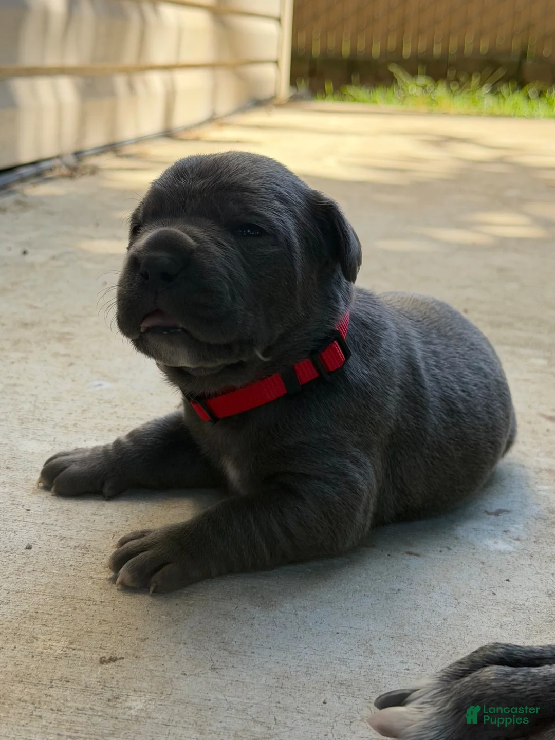 Cane Corso dogs for sale: Red  - Ad 1