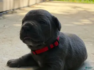 Cane Corso dogs for sale: Red - Ad 3