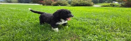 Portuguese Water Dog dogs for sale: David - Ad 10