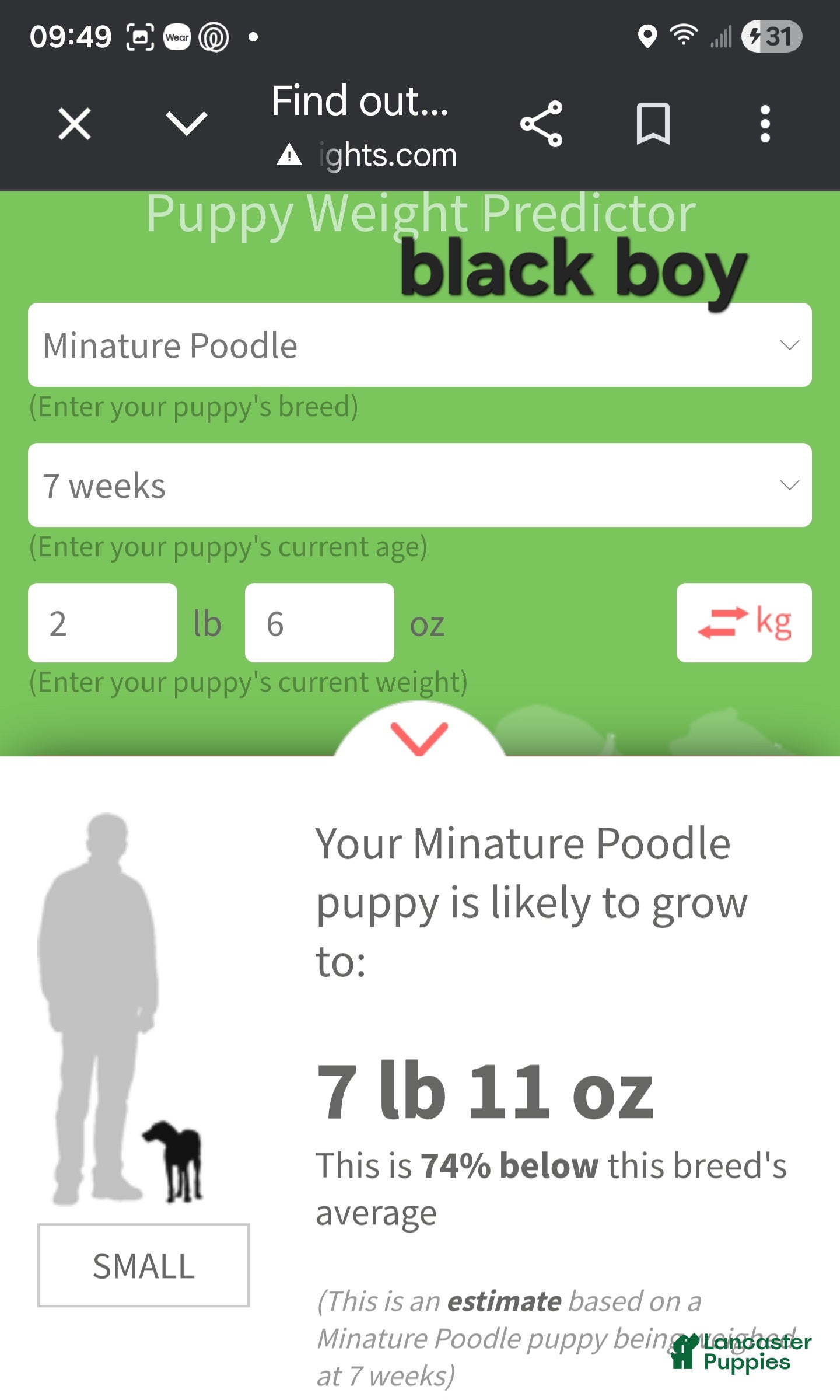 Miniature Poodle dogs Miniature Poodle black boy - Ad 2