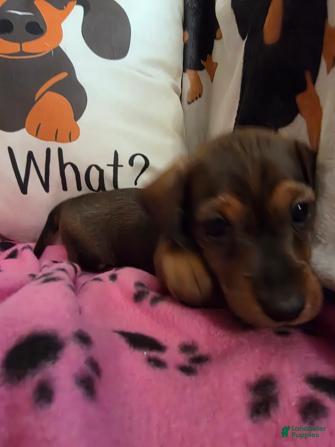 Miniature Dachshund dogs for sale: Daphne - Ad 2