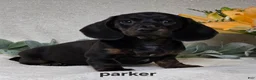 Miniature Dachshund dogs for sale: Parker - Ad 3