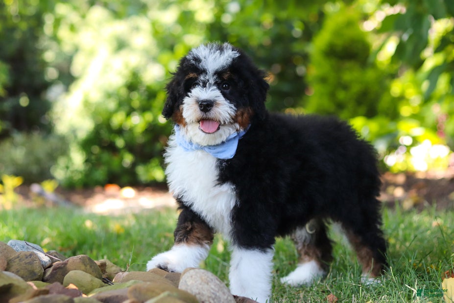Mini Bernedoodle dogs Tucker - Ad 1