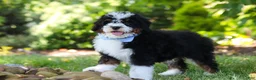 Mini Bernedoodle dogs for sale: Tucker - Ad 1