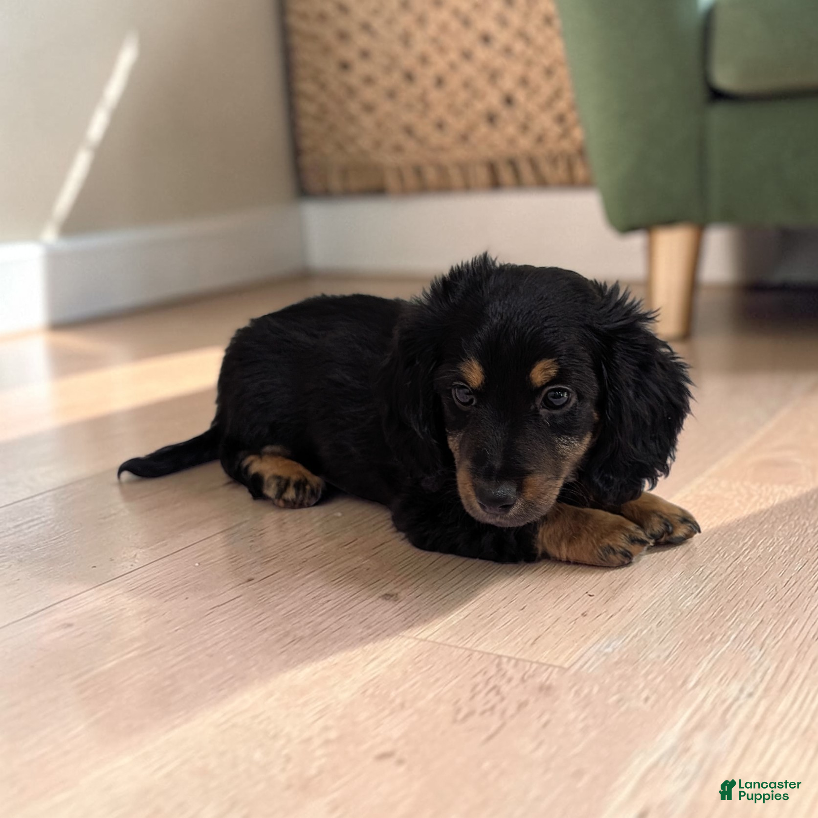 Dachshund dogs Allie - Ad 2