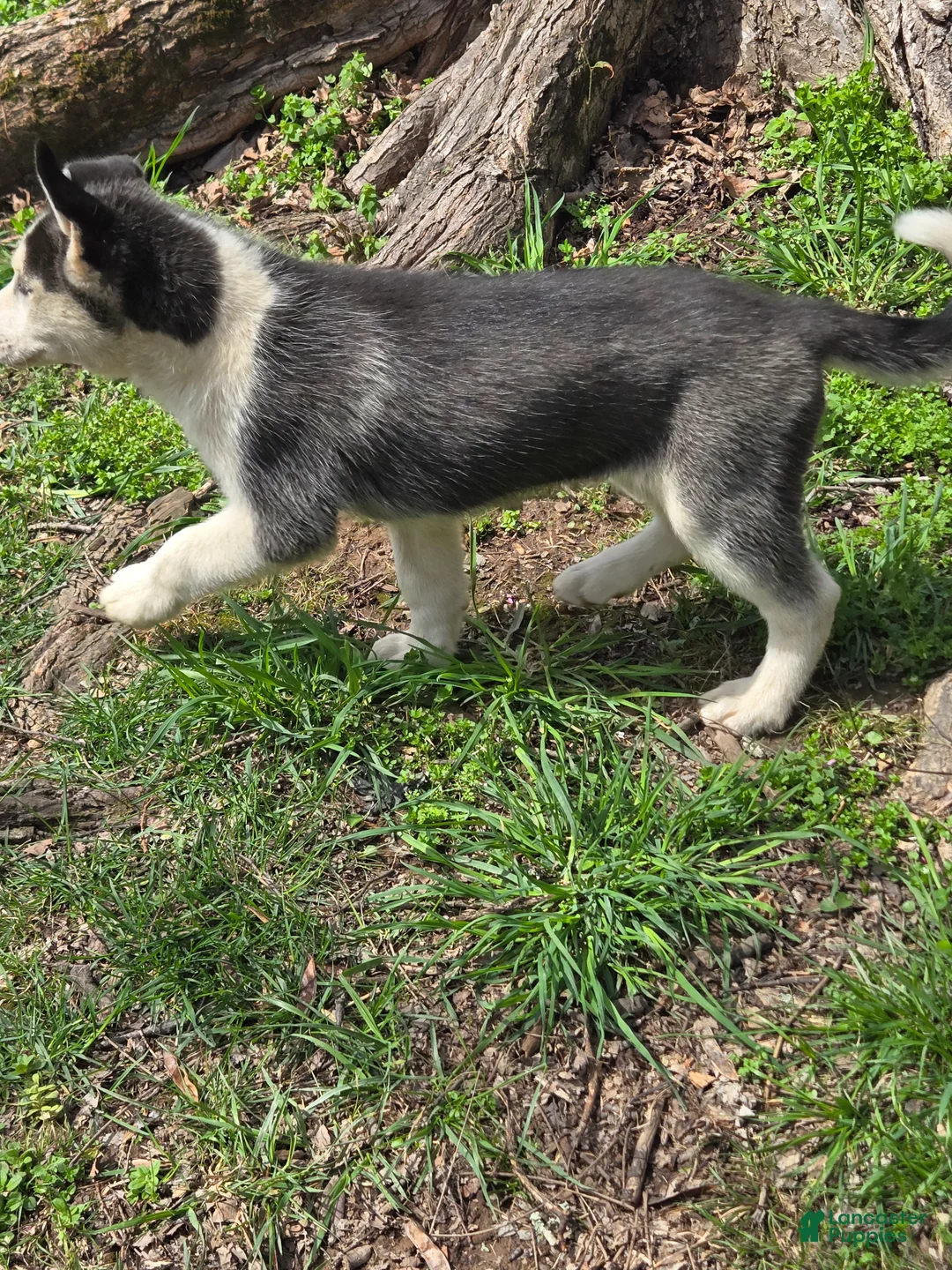Siberian Husky dogs for sale: Siberian Husky Puppy 2 - Ad 1