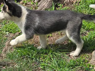 Siberian Husky dogs Siberian Husky Puppy 2 - Ad 16