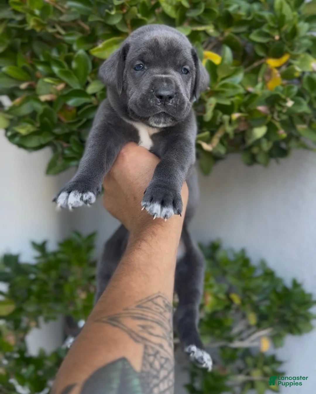 Afghan Hound dogs for sale: Boy 2 - Ad 1