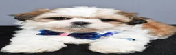 Shih Tzu dogs for sale: Manny - Ad 4