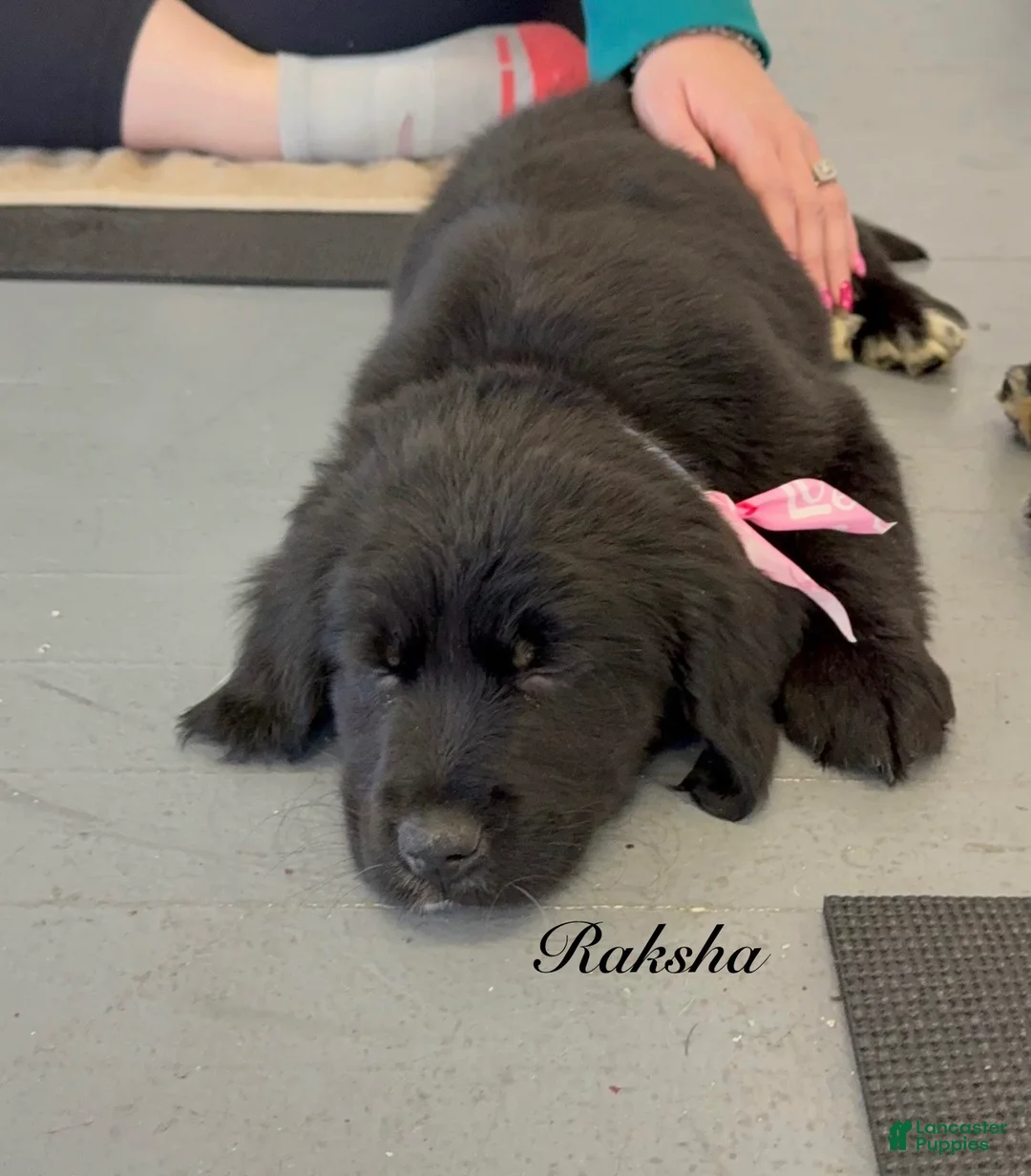 Mixed Breed dogs for sale: Raksha - Ad 1