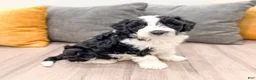 Aussiedoodle dogs for sale: Oreo - Ad 3