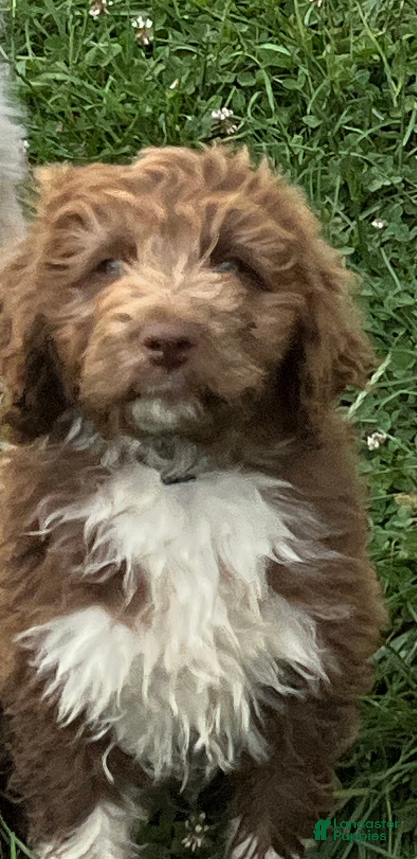 Aussiedoodle dogs Spur - Ad 2