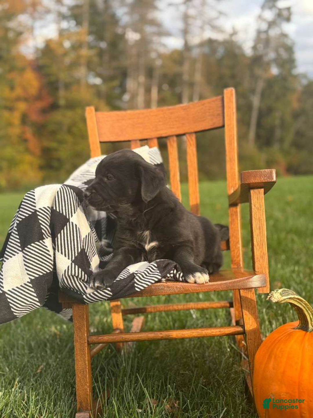 Mixed Breed dogs for sale: Mauncy - Ad 4