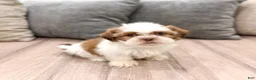Shih Tzu dogs for sale: Camp - Ad 3