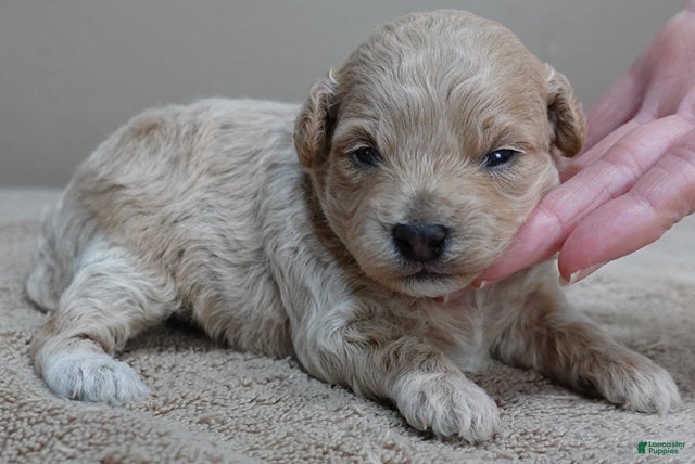 Toy Poodle dogs Ellie shimmering champagne - Ad 3