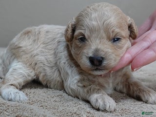 Toy Poodle dogs Ellie shimmering champagne - Ad 16