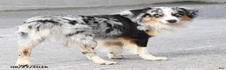 Australian Shepherd dogs for sale: Banjo - Ad 4