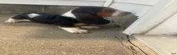 Basset Hound dogs for sale: Libby - Ad 5