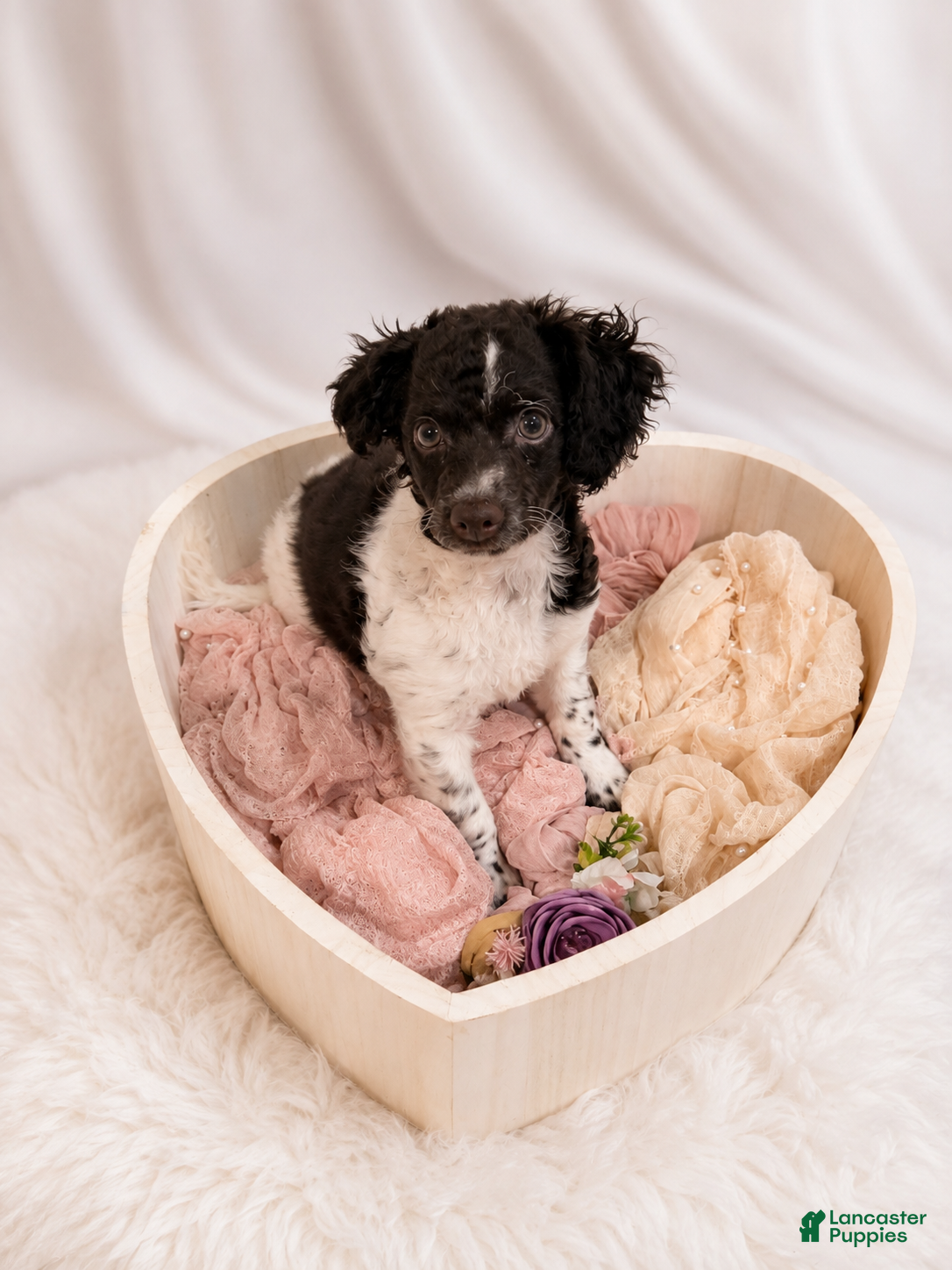 Cockapoo dogs Kim - Ad 2