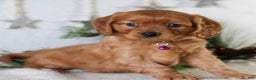 Miniature Golden Retriever dogs for sale: Dixie  - Ad 3