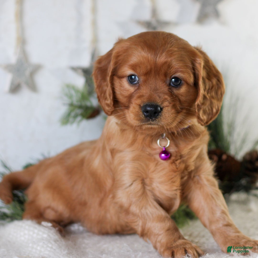 Miniature Golden Retriever dogs for sale: Dixie  - Ad 3
