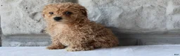 Bichpoo dogs for sale: Bella - Ad 3