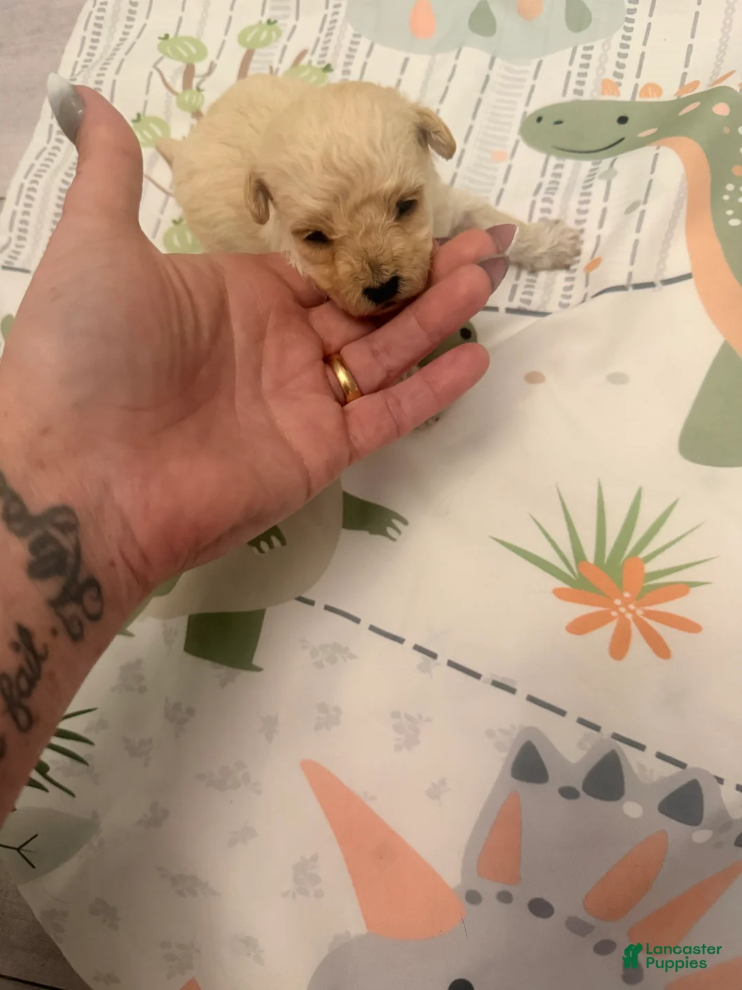 Yorkiepoo dogs for sale: Yorkiepoo 1 - Ad 2