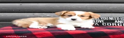Welsh Corgi Pembroke dogs for sale: Marsha - Ad 4