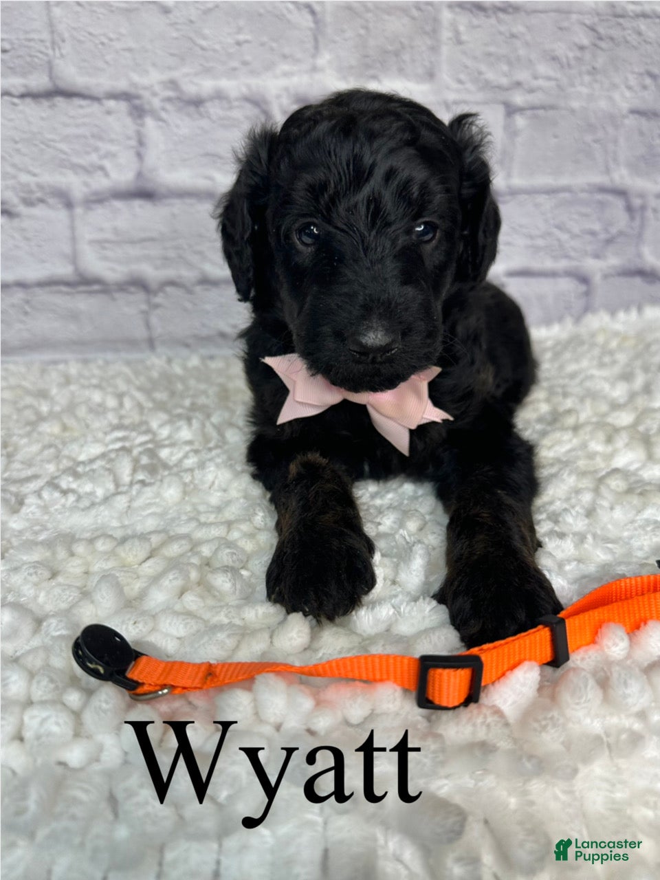 Goldendoodle dogs Wyatt- Standard F1B - Ad 2