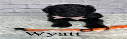 Goldendoodle dogs for sale: Wyatt- Standard F1B - Ad 2