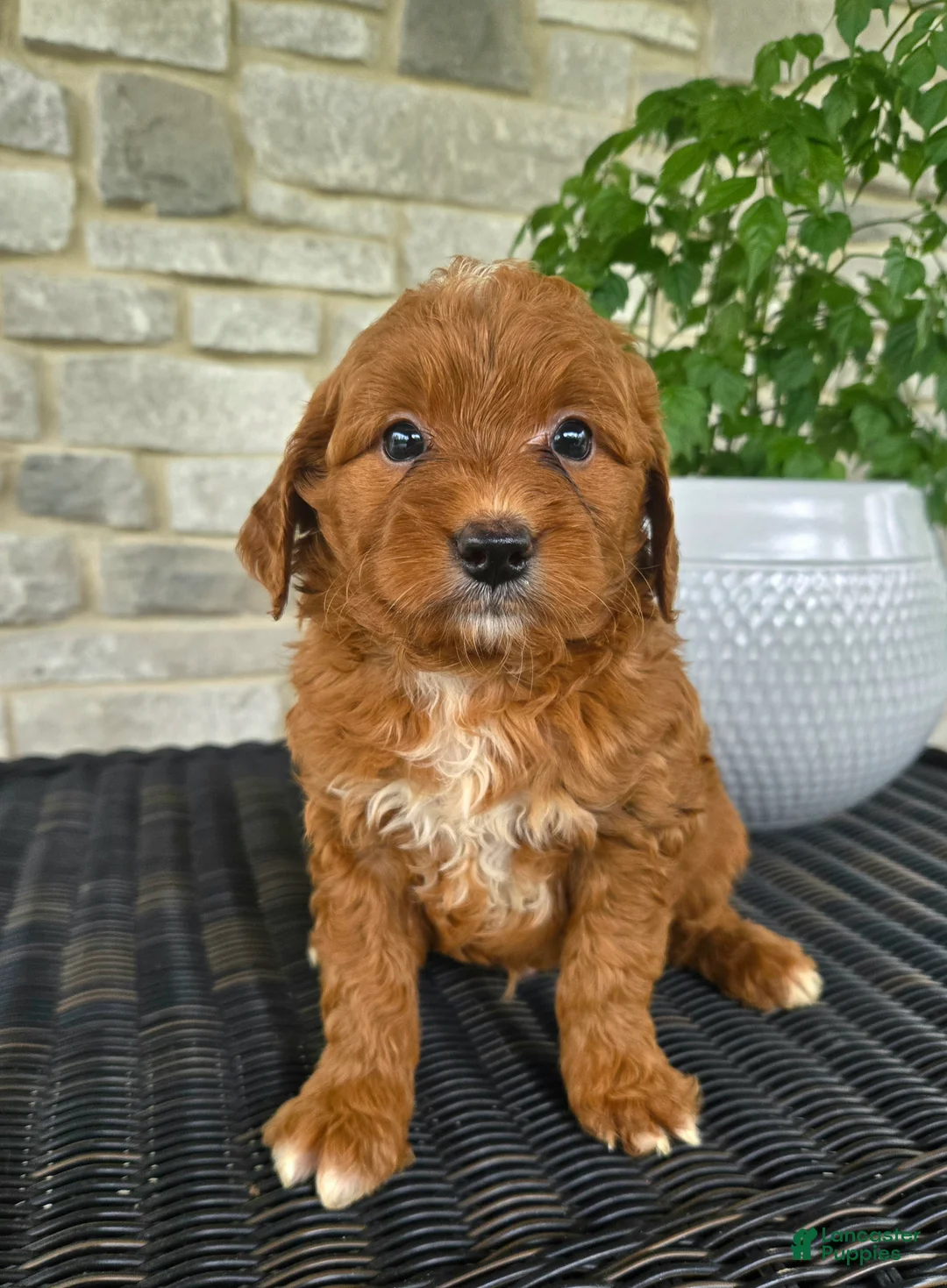 Mini Goldendoodle dogs for sale: Mini Goldendoodle Puppy 1 - Ad 2