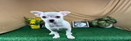 Chihuahua dogs for sale: Chihuahua 1 - Ad 3