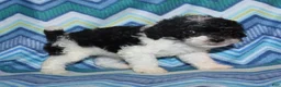 Miniature Poodle dogs for sale: Reserved Harlee’s Bk&W male - Ad 3