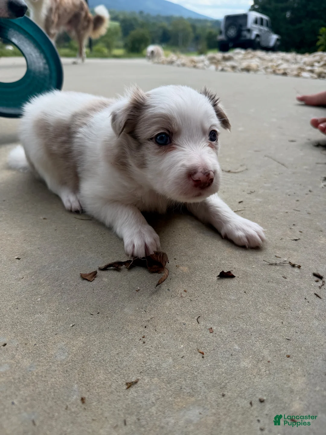 Border Collie dogs for sale: Thor - Ad 2