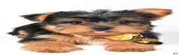 Yorkshire Terrier dogs for sale: Robby - Ad 4